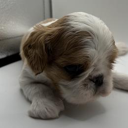 Enchanting Charlies Perfect Fit - Red and white female English Toy Spaniel puppy in Pennsylvania from Enchanting Charlies