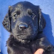 Flat-Coated Retriever puppies from Stonewall Retrievers