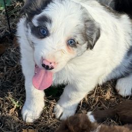 Tate - Slate merle male Border Collie puppy in Cedartown, Georgia from Ferguson Border Collies