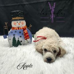 Apple - Cream female Poodle puppy in Mancelona, Michigan from Lavender poodles & doodles