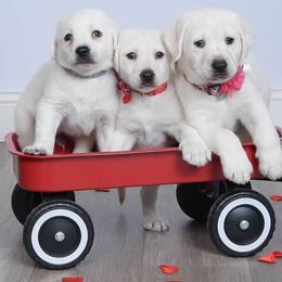 Labrador Retriever puppies from Labrador Retriever Puppies