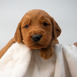 Spiderman (lgt blue) - Red  male Goldendoodle puppy in Lafayette, Alabama from Sweethaven Kennels