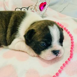 French Bulldog Puppies from Frenchie Paws