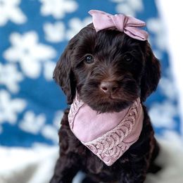 Bernedoodles and Goldendoodles from Brewing Doodles