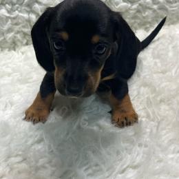 Willow - Black and tan female Dachshund puppy in Council Hill, Oklahoma from Rocky Springs Ranch