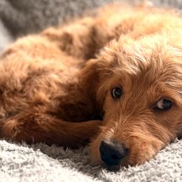Ski - Apricot male Goldendoodle puppy in Ball Ground, Georgia from Skye Blue Goldendoodles