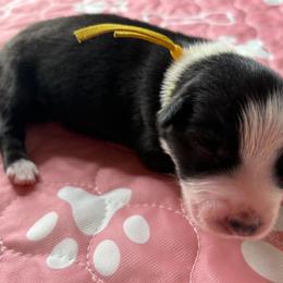 Australian Shepherd Puppies from Good Karma Aussies