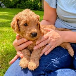 "Green (male)" Goldendoodle Puppies from Goshen Doodles
