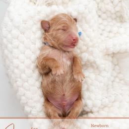 Cisco - Apricot male Goldendoodle puppy in California City, California from Summer Sun Doodles