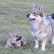 Swedish Vallhunds from Beidelyn Swedish Vallhunds