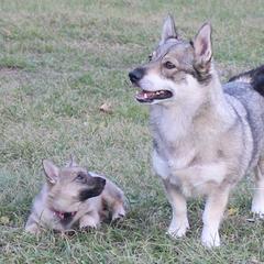 Swedish Vallhunds from Beidelyn Swedish Vallhunds