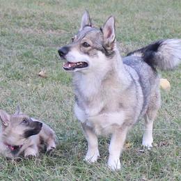 Swedish Vallhunds from Beidelyn Swedish Vallhunds
