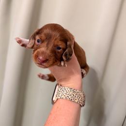 Dapple girl white foot - Dapple female Dachshund puppy in Campbell, Texas from Blooming Grace Homestead