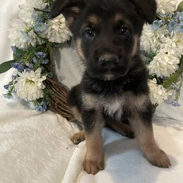 Ajax - Black and red German Shepherd puppy in Jacksonville, Florida from J & J Ranch