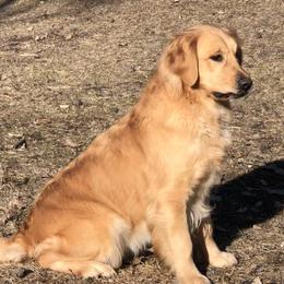 Rex's Golden Magitha Rose - Golden female Golden Retriever puppy in Touchet, Washington from Northwest Rainbow Aussies and Golden Retrievers