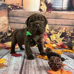 Chinese Shar-Pei and Companion Cross Puppies from Mini Hippo Land
