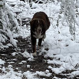 Rusty - Australian Shepherd