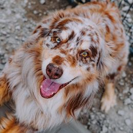 Finn - Australian Shepherd