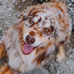 Finn - Australian Shepherd