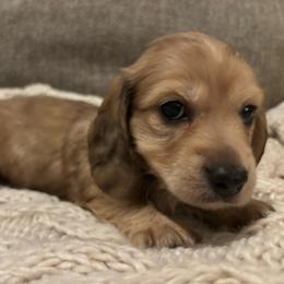 Rocky- Green - Dapple male Dachshund puppy in Mesa, Arizona from Ruby Desert Doxies