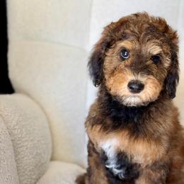 Shakira - Phantom female Goldendoodle puppy in Twin Falls, Idaho from Burrow & Bone