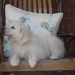 Golden Retriever Puppies from Wise-Taylor Goldens