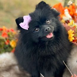 Layla - Pomeranian