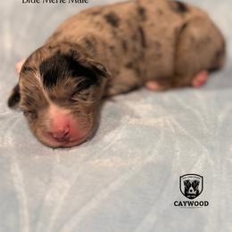Duke - Blue merle male Australian Shepherd puppy in Columbia, Kentucky from Caywood Aussies