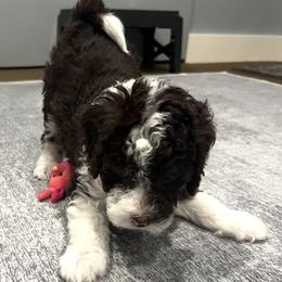 Pick Number 8 - Black and white male Sheepadoodle puppy in Spokane, Washington from Downriver Doodles