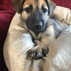 Chinook Puppies from Spook Nook Chinooks