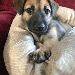 Chinook Puppies from Spook Nook Chinooks