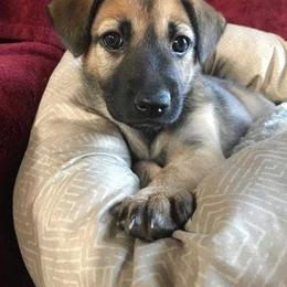 Chinook Puppies from Spook Nook Chinooks