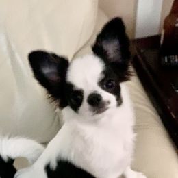 Ava - Chihuahua