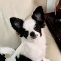 Ava - Chihuahua