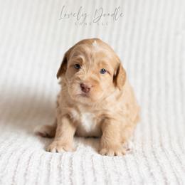 Brown Collar Boy - Caramel cream male Australian Labradoodle puppy in Thousand Oaks, California from Lovely Doodle Lane