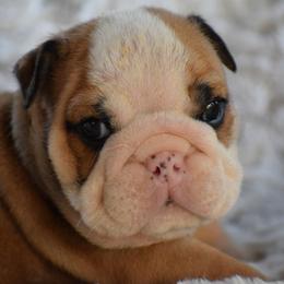 Monty - Fawn and white male Bulldog puppy in Bradleyville, Missouri from HurstBulldogs