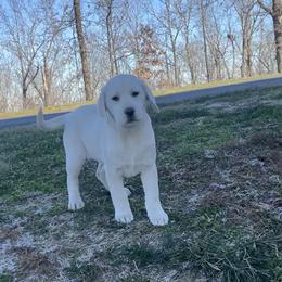 Sugar (Pink Collar) - Yellow female Labrador Retriever puppy in Mansfield, Missouri from Leadhill Labs