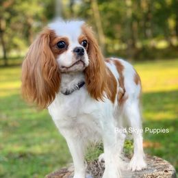 Katina - Cavalier King Charles Spaniel