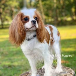 Katina - Cavalier King Charles Spaniel