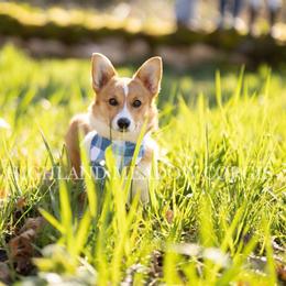 Priya - Pembroke Welsh Corgi
