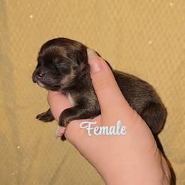 Choc Sable F - Chocolate sable female Pomeranian puppy in Albany, Oregon from Purrs N Poms