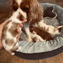 Cavalier King Charles Spaniel Puppies from Tsarevich Goldens and Cavaliers