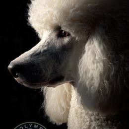 Nyx Selene Goddess of the night - Poodle