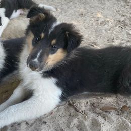 San - Black white and tan female Collie puppy in Bamberg, South Carolina from Shakhor Ohr Collies and Pomeranians