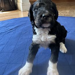 Bernedoodle Puppies from Martha’s Vineyard Bernedoodles