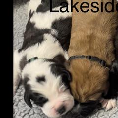 Saint Berdoodle Puppies from Lakeside Pups