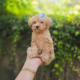 Carina - Red female Aussiedoodle puppy in Centreville, Mississippi from Trin's Designer Doodles