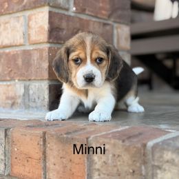 Minni - Black tan and white female Beagle puppy in Mansfield, Missouri from Rippee Creek Kennel