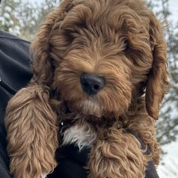 Goldendoodle Puppies from Colorado Dreamin Doodles