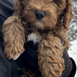 Goldendoodle Puppies from Colorado Dreamin Doodles